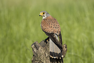 animal