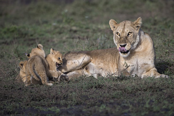 lion