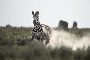 Obraz premium animal