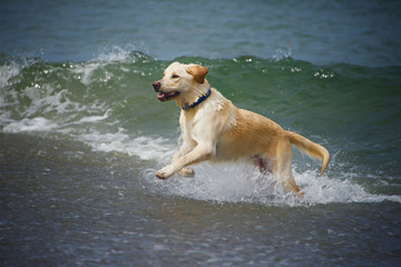 Dog playing in the ocean