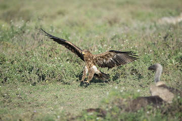 animal