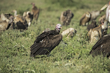 animal