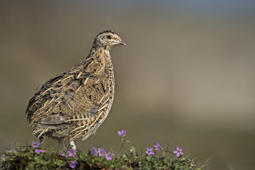 animal