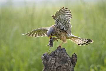 animal