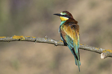 animal