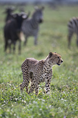 animal