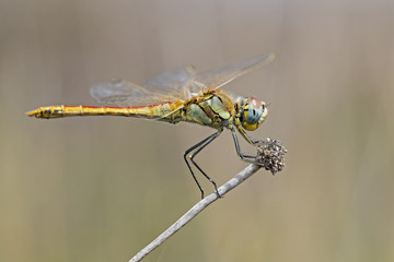 animal