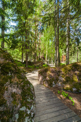 Wooden paths in the spring forest of Karelia