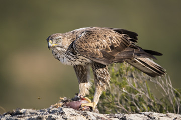animal