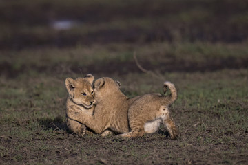 animal