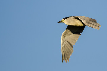 Black-Crowned Night-Heron Flying in a Blue Sky