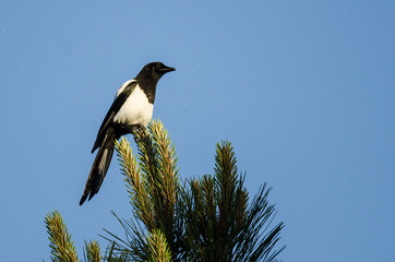 Black-Billed Magpie Perched High in an Evergreen Tree