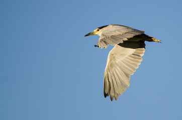 Black-Crowned Night-Heron Flying in a Blue Sky