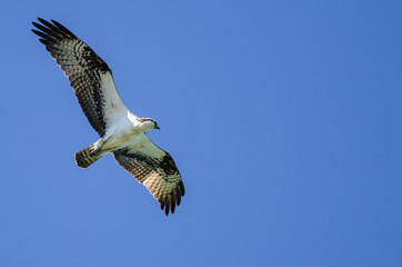 Lone Osprey Flying in a Blue Sky
