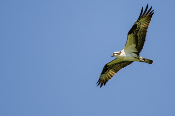 Lone Osprey Flying in a Blue Sky