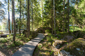 Wooden paths in the spring forest of Karelia