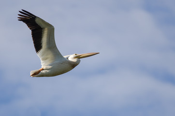 Fototapeta na wymiar American White Pelican Flying in a Cloudy Blue Sky