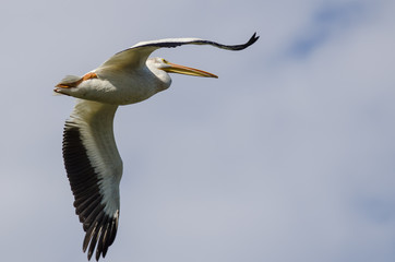 American White Pelican Flying in a Cloudy Blue Sky