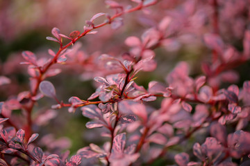 Macro nature pink blossom tree bush plant nature outdoors flowers