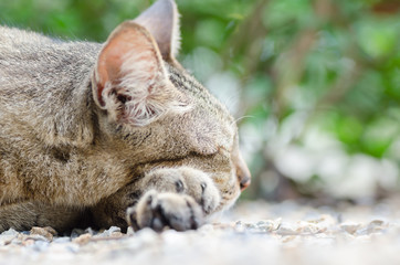 Sleeping cat on the ground