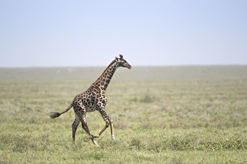 Fototapeta premium animal