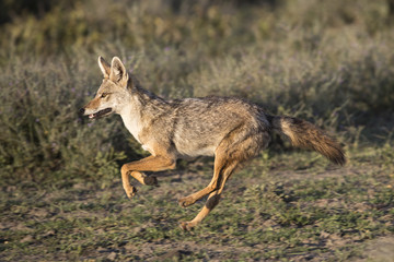 Fototapeta premium animal