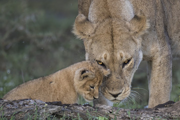 lion