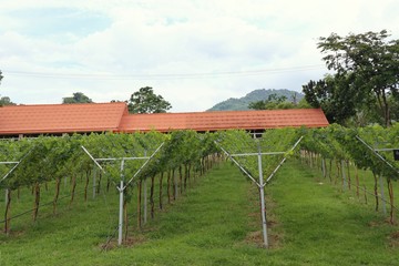 fresh grapes in vineyard