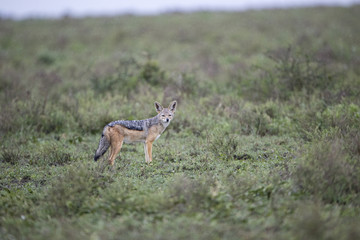 animal