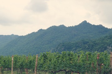 Fototapeta na wymiar fresh grapes in vineyard