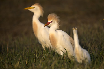 Animal