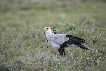 Animal