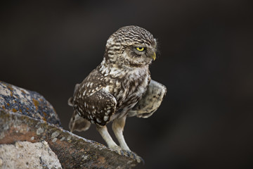 Animal
