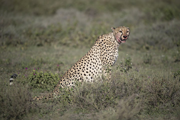 animal