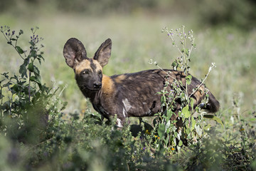 animal