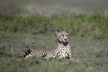 animal