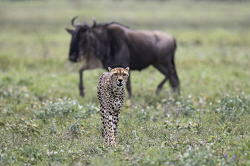 animal