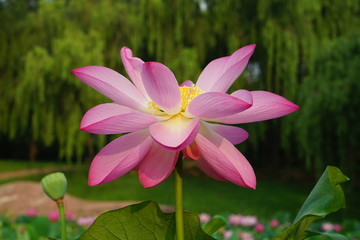 lotus flower