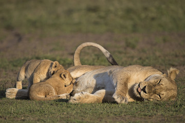 lion