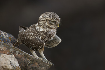 Animal
