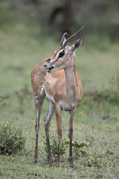 Animal