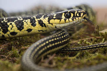 Animal