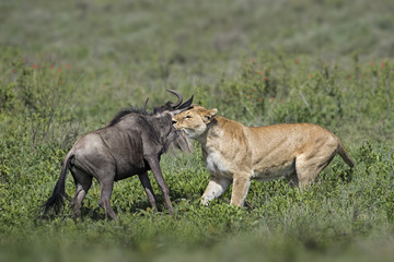 Animal
