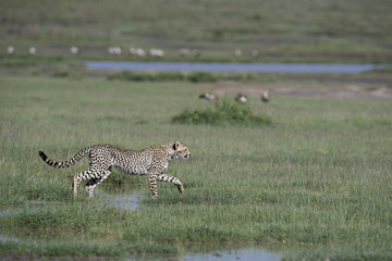 animal