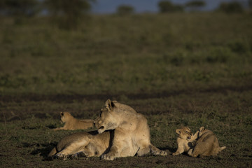 lion