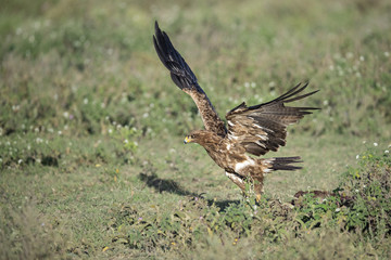 animal