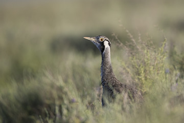animal