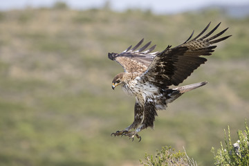 animal