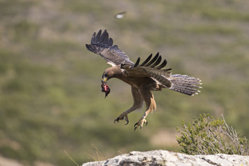 animal