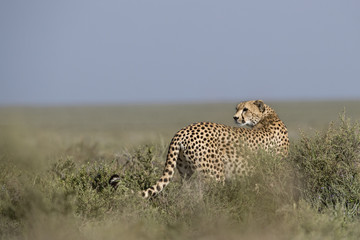 Animal